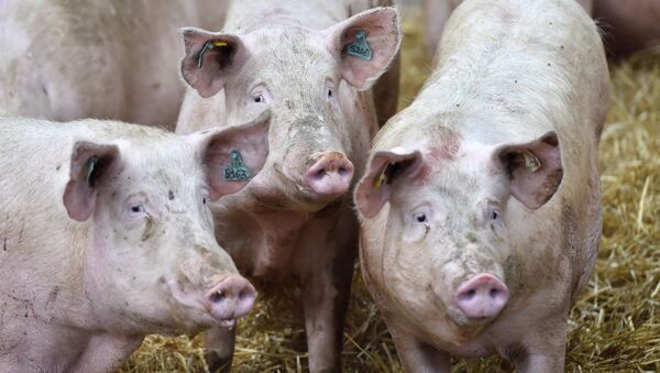 Brasil responde por 90% da importação de carne suína pela Rússia - Sputnik Brasil